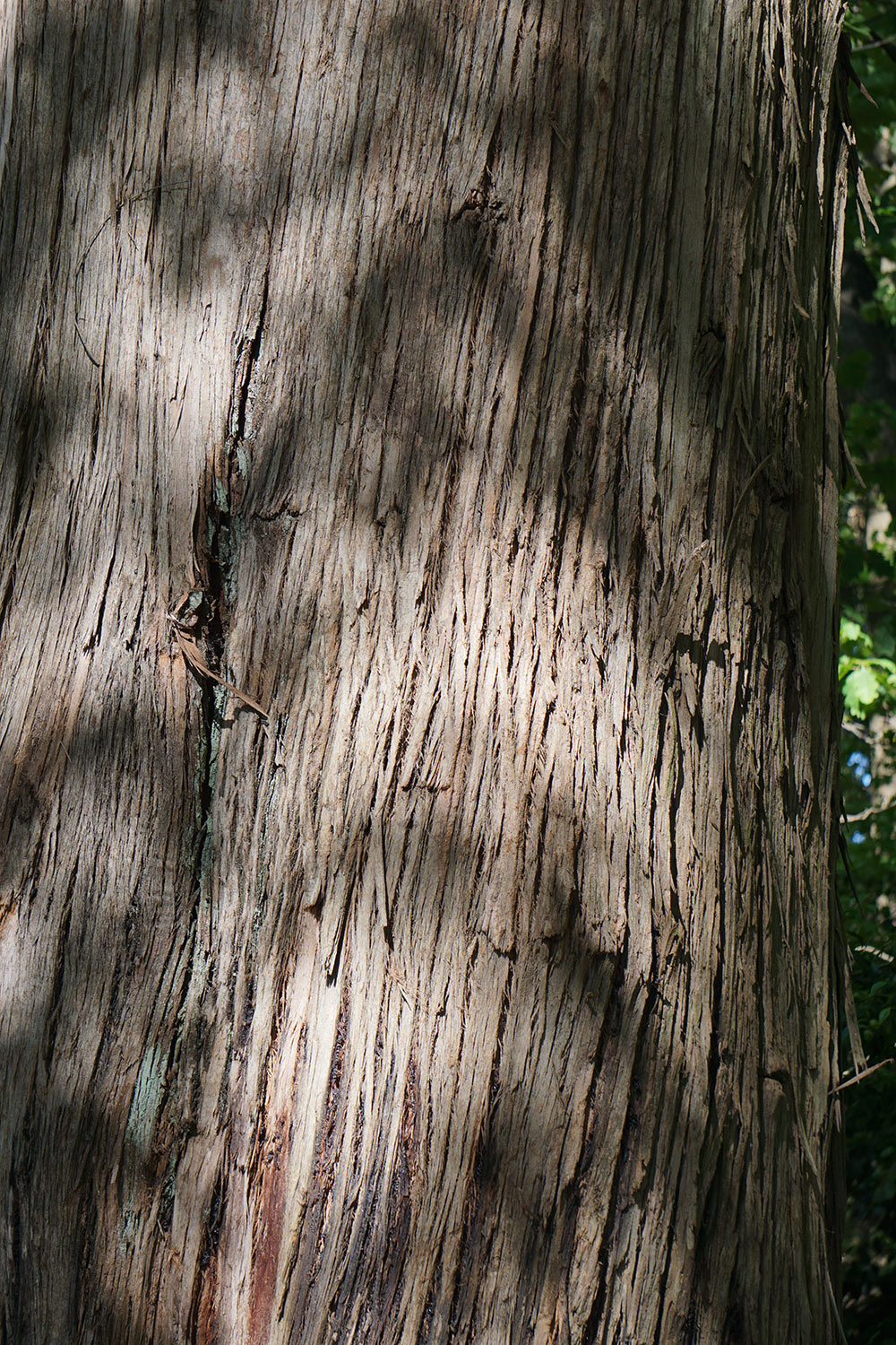 rvores do Parque das guas